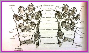 tecnica - Riflessologia plantare - Animal Relax